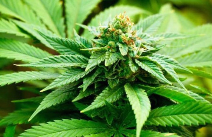 Un canc�reux s'en remet � naturopathie et gu�rit son cancer de la vessie