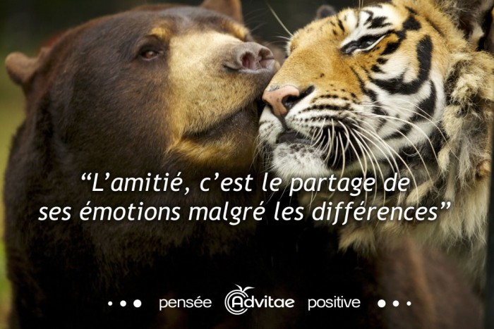 L�amiti�, c�est le partage de  ses �motions malgr� les diff�rences