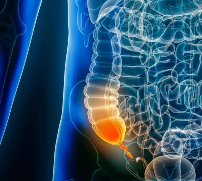 Boutbaoucht: Lappendice nest pas inutile : cest un organe cl� de notre immunit� et de notre microbiote