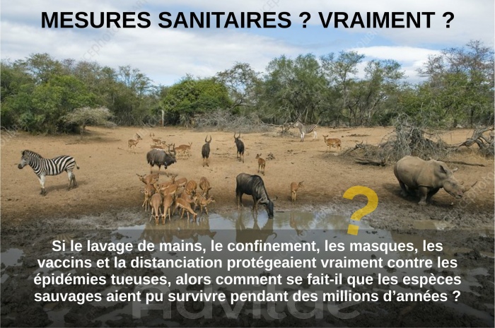 Si les animaux sauvages ne pratiquent pas le confinement, le port du masque et la distanciation, comment ont-ils surv�cu aux virus ?