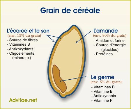 D�tails d'un grain de c�r�ale