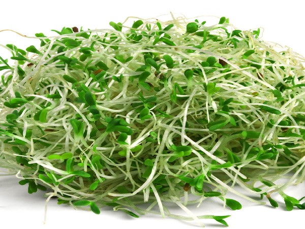 La luzerne et la chlorophylle